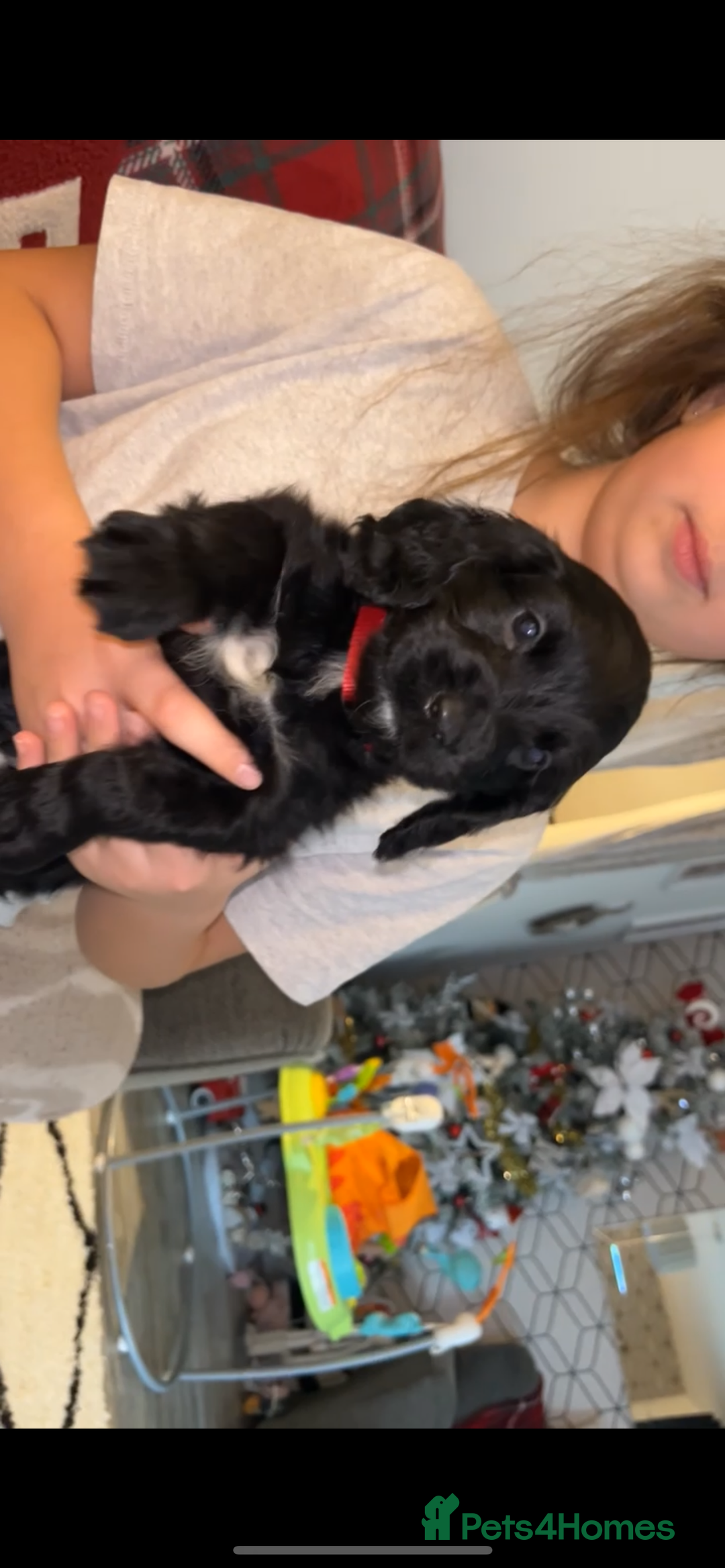 Cocker Spaniel dogs for sale: Cocker Spaniel Puppies🐕🐕 READY 30TH NOVEMBER 💙 - Advert 37