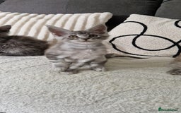 Maine Coon cats for sale: Beautiful GCCF Mainecoon kittens  - Image 8