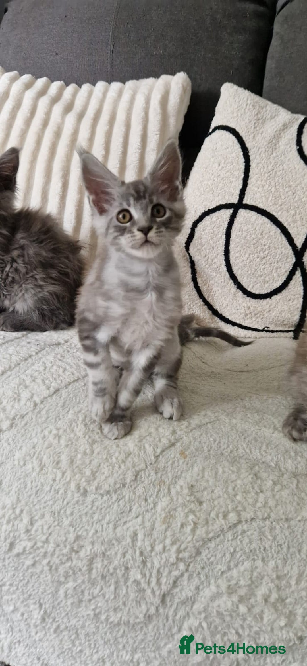 Maine Coon cats for sale: Beautiful GCCF Mainecoon kittens  - Image 8