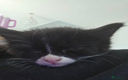 Mixed Breed cats for sale: Kittens ready now - Image 6