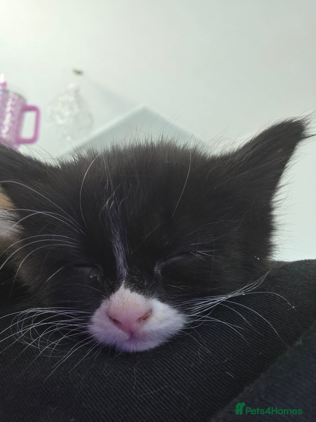 Mixed Breed cats for sale: Kittens ready now - Image 6