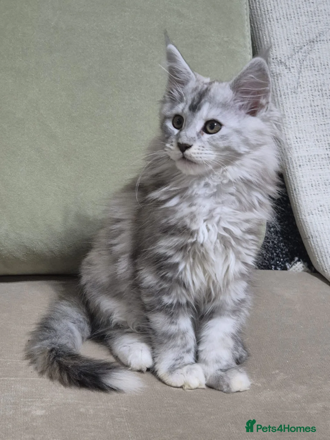 Maine Coon cats for sale: Maine coon kittens  - Advert 17