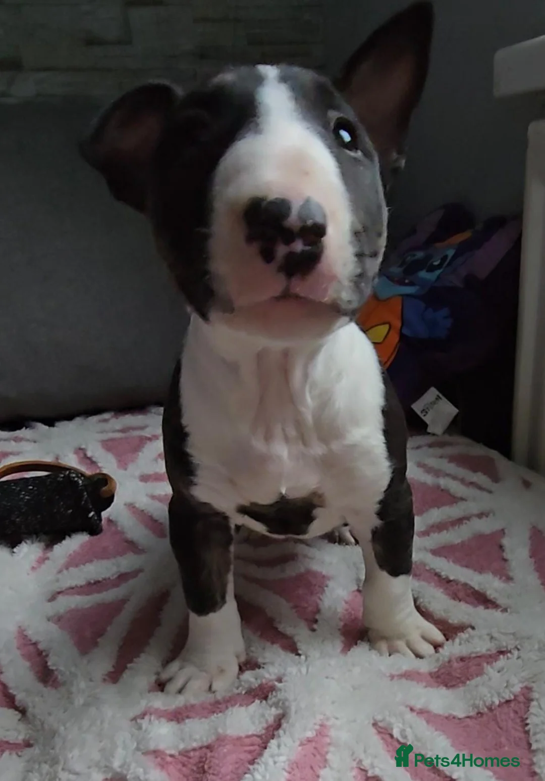 English Bull Terrier dogs for sale: Top Quality KC registered health checked - Advert 9