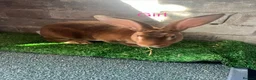 Rex rabbits for sale: Rex rabbit bunny’s  in Romney Marsh - Advert 8