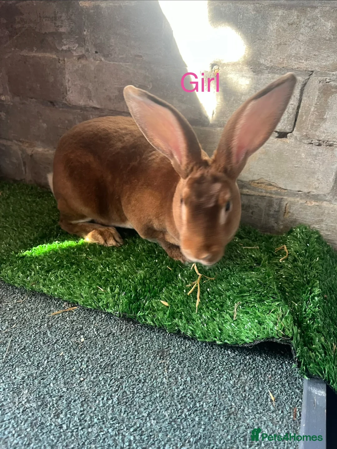 Rex rabbits for sale: Rex rabbit bunny’s  in Romney Marsh - Advert 8