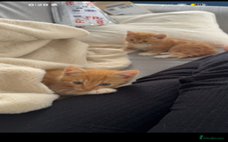 Mixed Breed cats for sale: 2 loveable boys - Image 2
