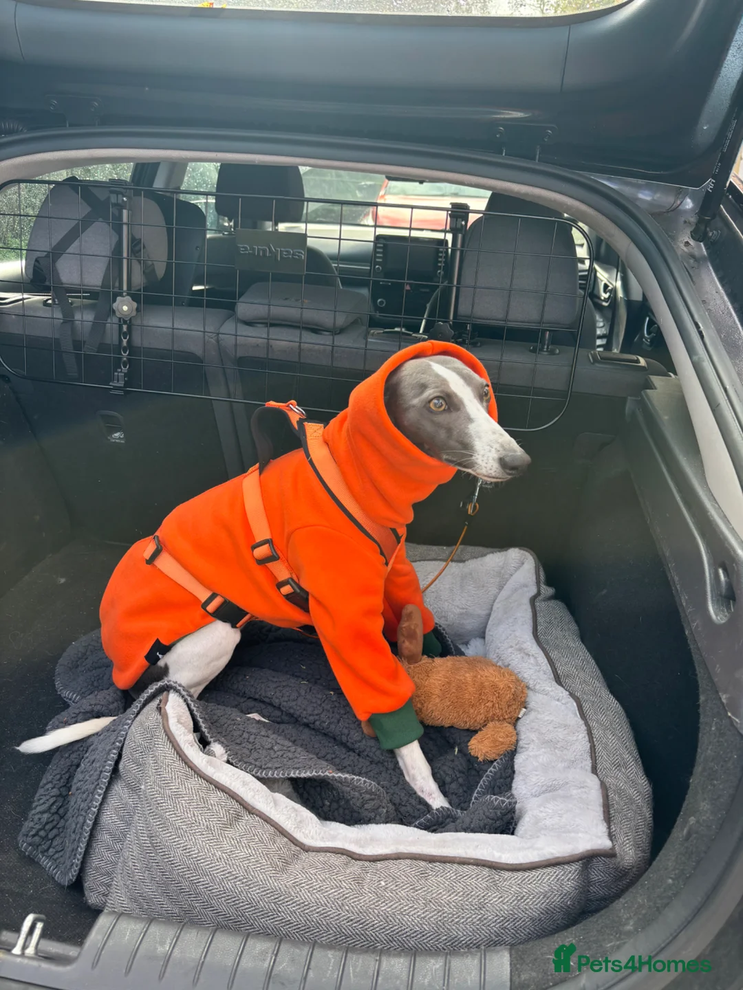 Whippet dogs for sale: Whippet being rehomed  - Advert 2