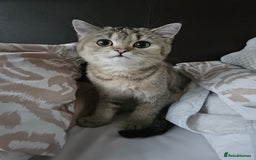 British Shorthair cats for sale: British Shorthair Chinchilla Brown/Grey  - Image 1