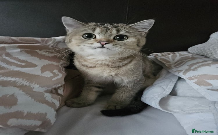 British Shorthair cats - Advert 1