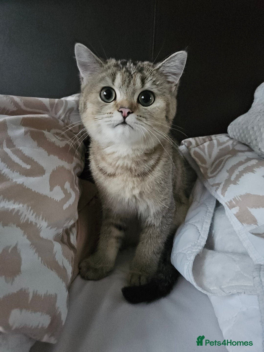 British Shorthair cats for sale: British Shorthair Chinchilla Brown/Grey  - Image 1