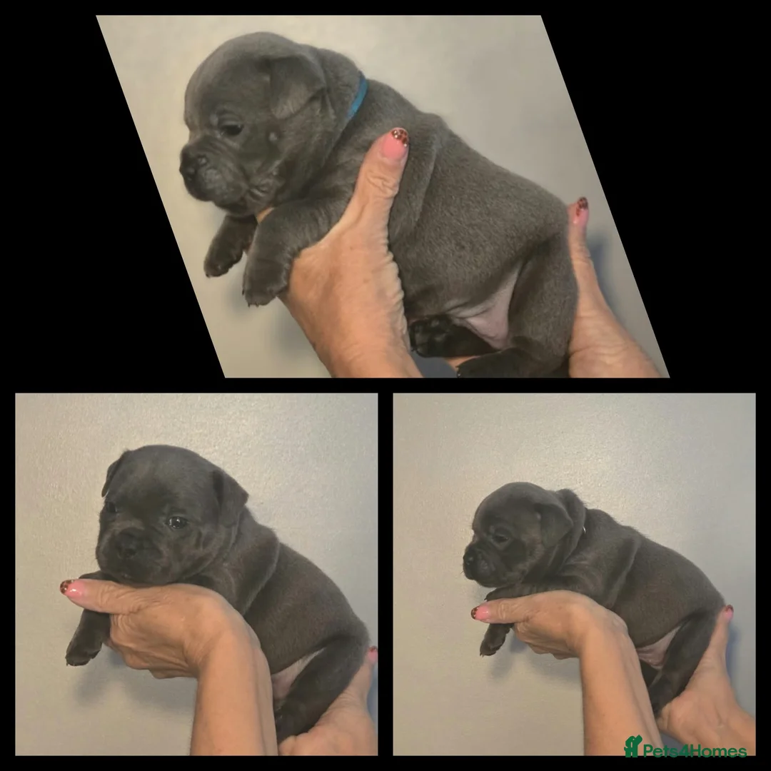 Staffordshire Bull Terrier dogs for sale: Blue Staffy Puppies 💓 - Advert 7