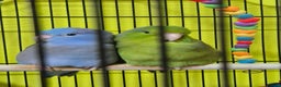 Parrots birds for sale: parrotlet babies - Advert 5