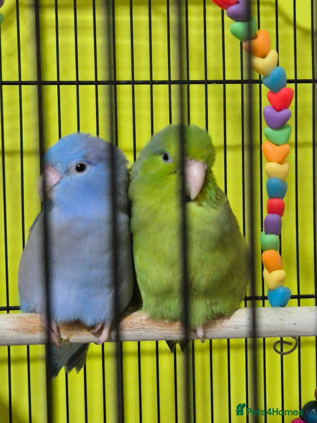 Parrots birds for sale: parrotlet babies - Advert 5
