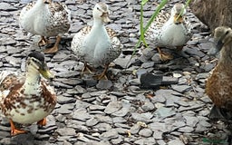 Ducks poultry for sale: Mini silver apple yard trio - Image 4