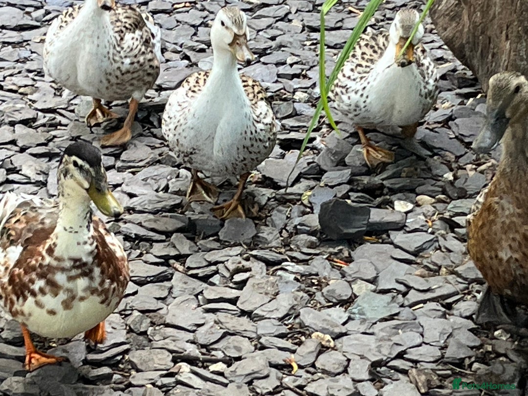 Ducks poultry for sale: Mini silver apple yard trio - Image 4