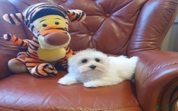 Havanese dogs for sale: Extra mini Havanese x Maltese puppies - Image 6