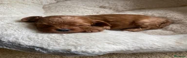 Cavapoo 1