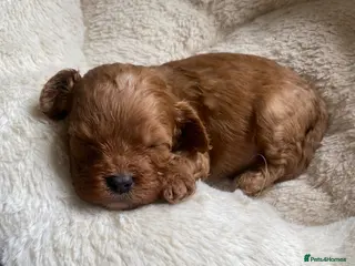Cavapoo dogs Red Cavapoo babies - Advert 6