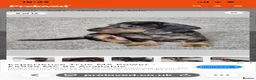 Dachshund dogs for sale: Wirehaired Standard Dachshund  - Advert 11