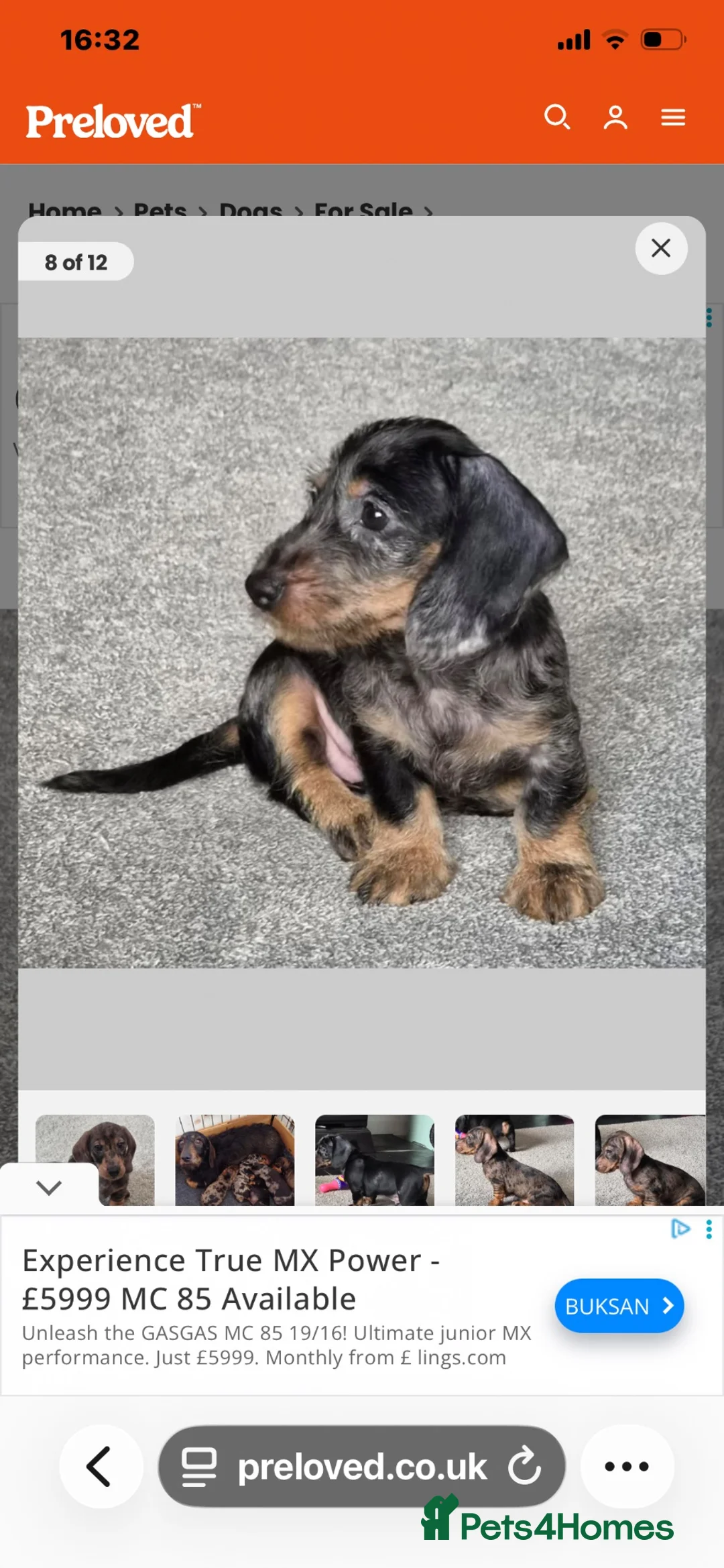 Dachshund dogs for sale: Wirehaired Standard Dachshund  - Advert 11