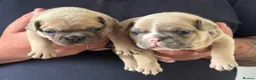 French Bulldog dogs for sale: Beautiful KC Reg French Bulldog Pups - Advert 1