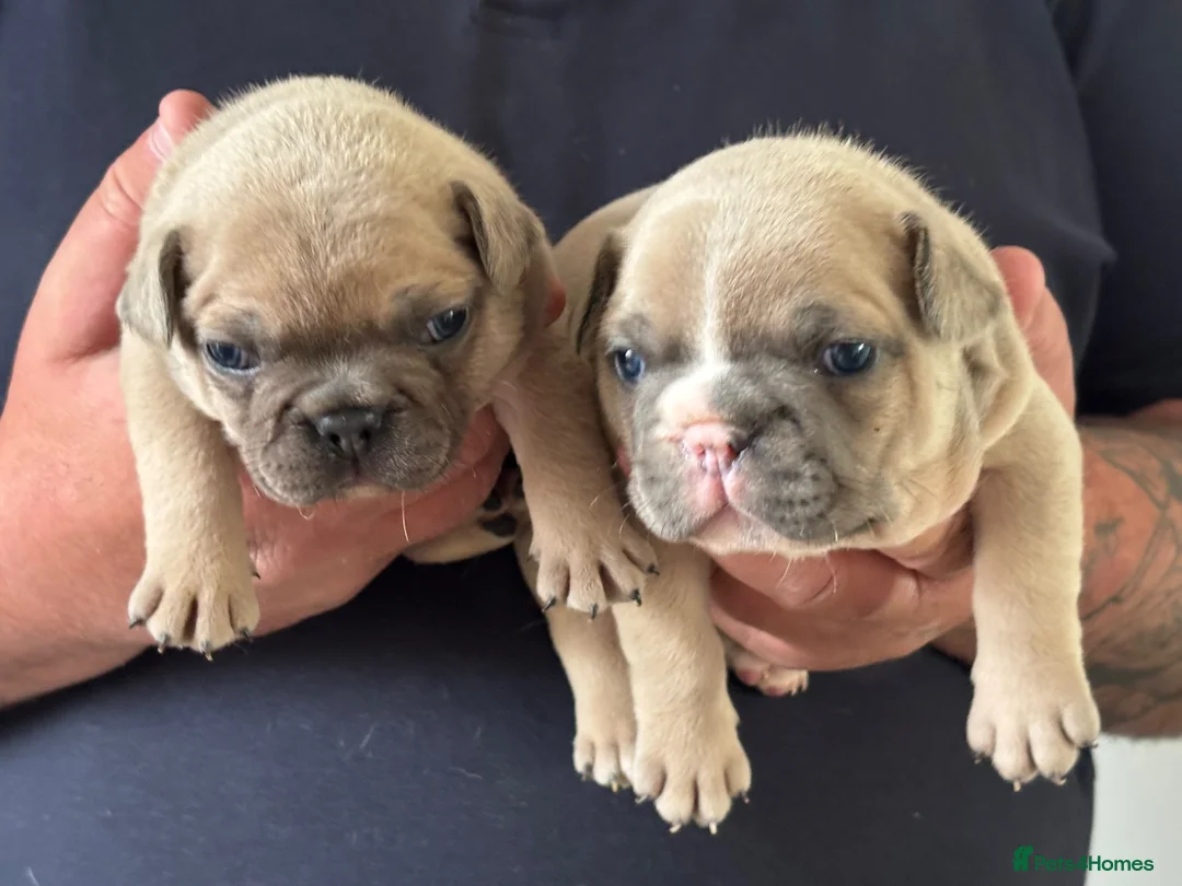 French Bulldog dogs for sale: Beautiful KC Reg French Bulldog Pups - Advert 1