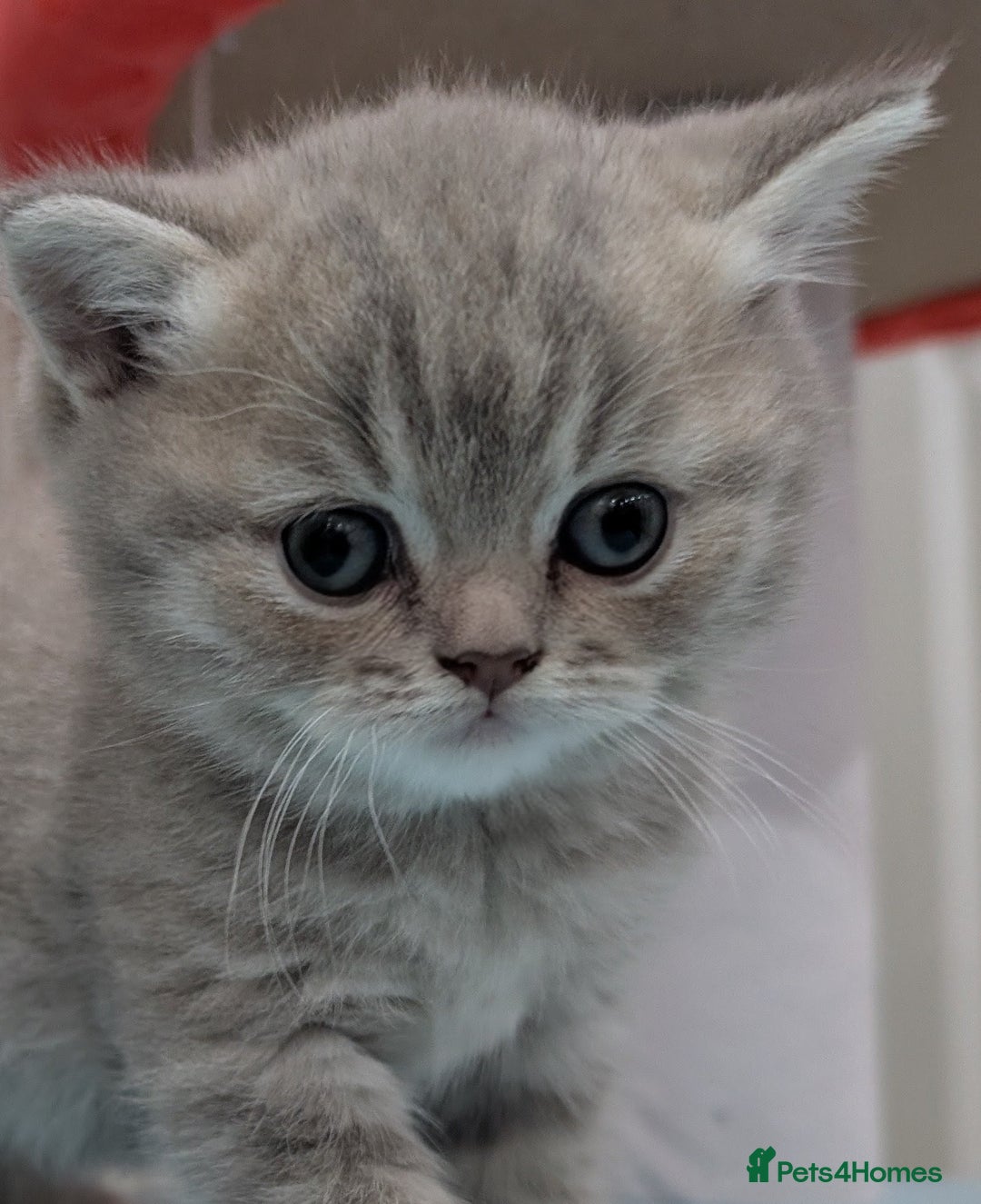 British Shorthair cats for sale: British Shorthair Kittens GCCF Pedigree Registered - Advert 7