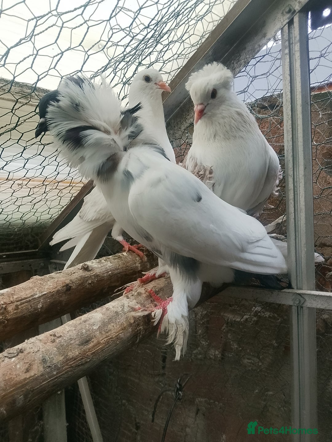 Pigeons birds for sale: Pigeon for sale - Advert 19