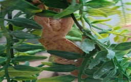 Gecko reptiles for sale: 2 Crested Geckos  - Image 7