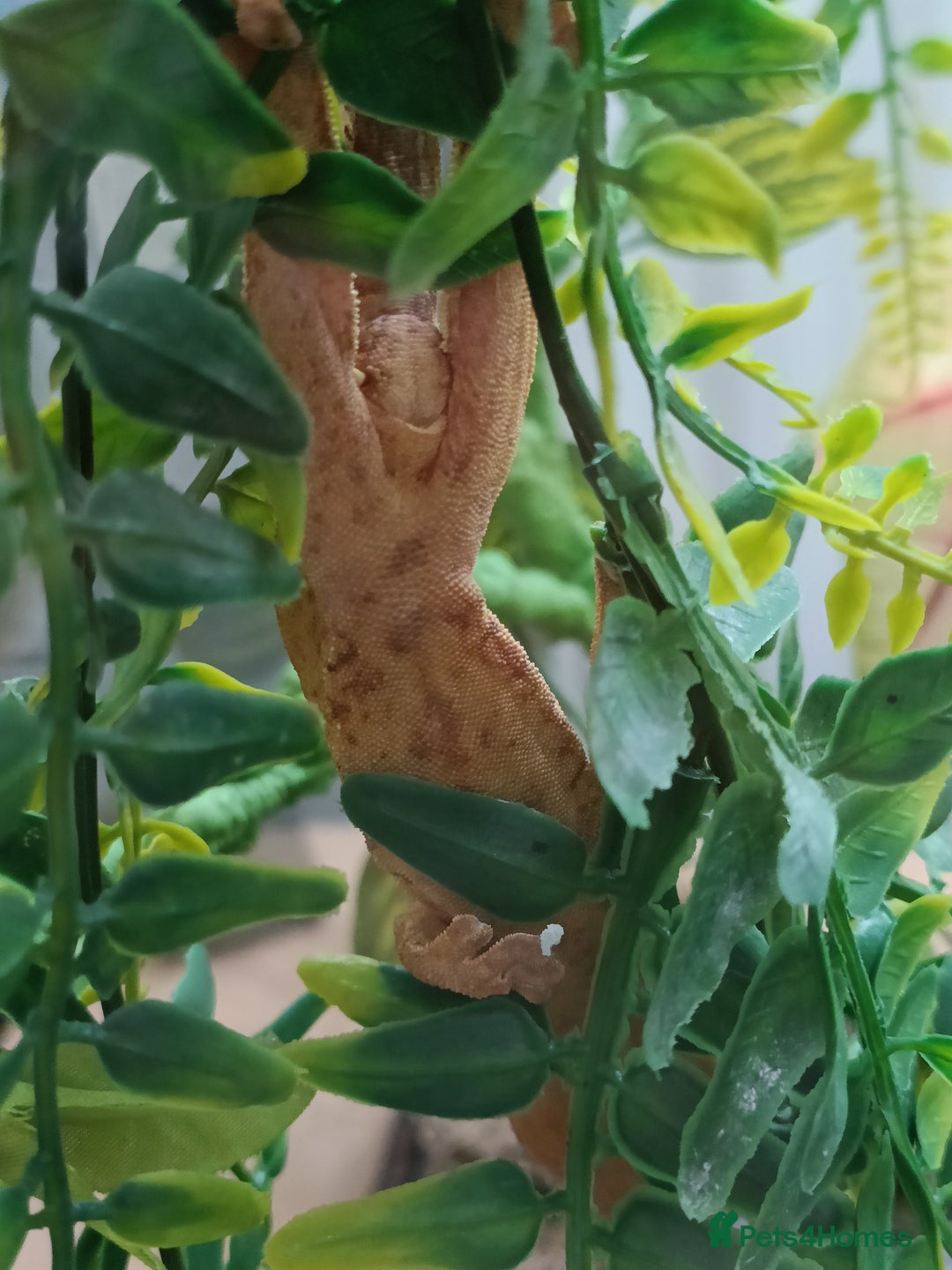 Gecko reptiles for sale: 2 Crested Geckos  - Image 7