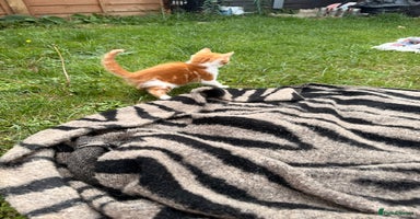 Mixed Breed cats - Advert 10