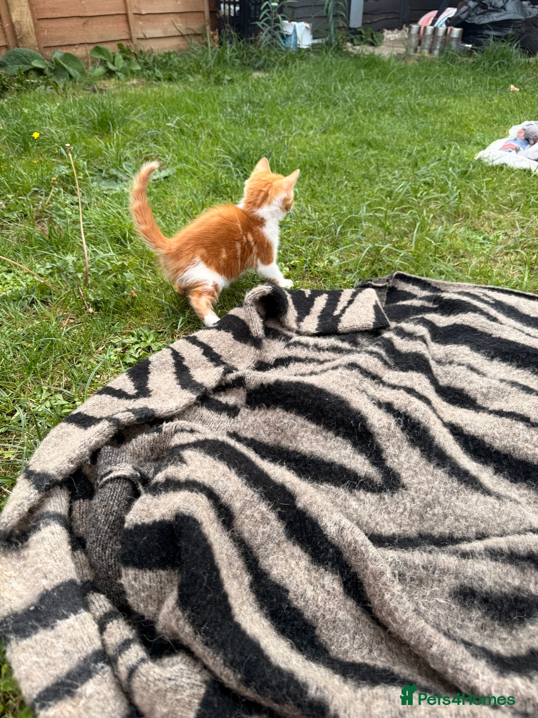 Mixed Breed cats for sale: Three cliffs ready for a new home - Image 3