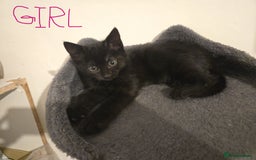 Mixed Breed cats for sale: 4 Kittens for sale  - Image 5