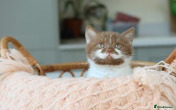 British Shorthair cats for sale: British Shorthair Kittens - Reg & Licensed - Image 4