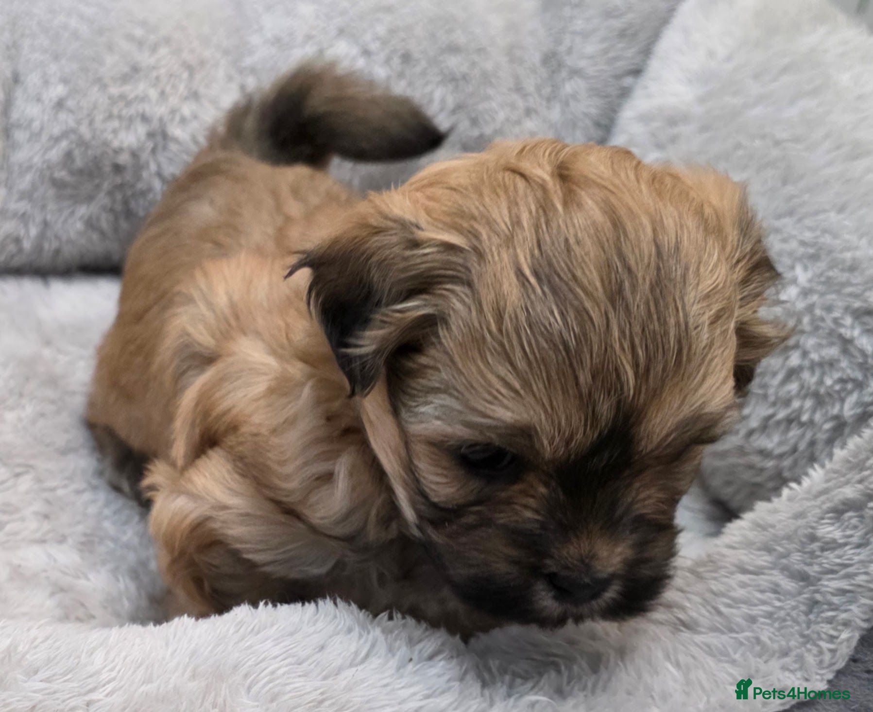 Zuchon dogs Gorgeous Shichon Puppies. Bichon Frise x Shih Tzu - Advert 2