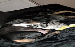 Miniature Dachshund dogs for sale: 3 STUNNINGLY ADORABLE MINIATURE DACHSHUND PUPPIES  - Image 10