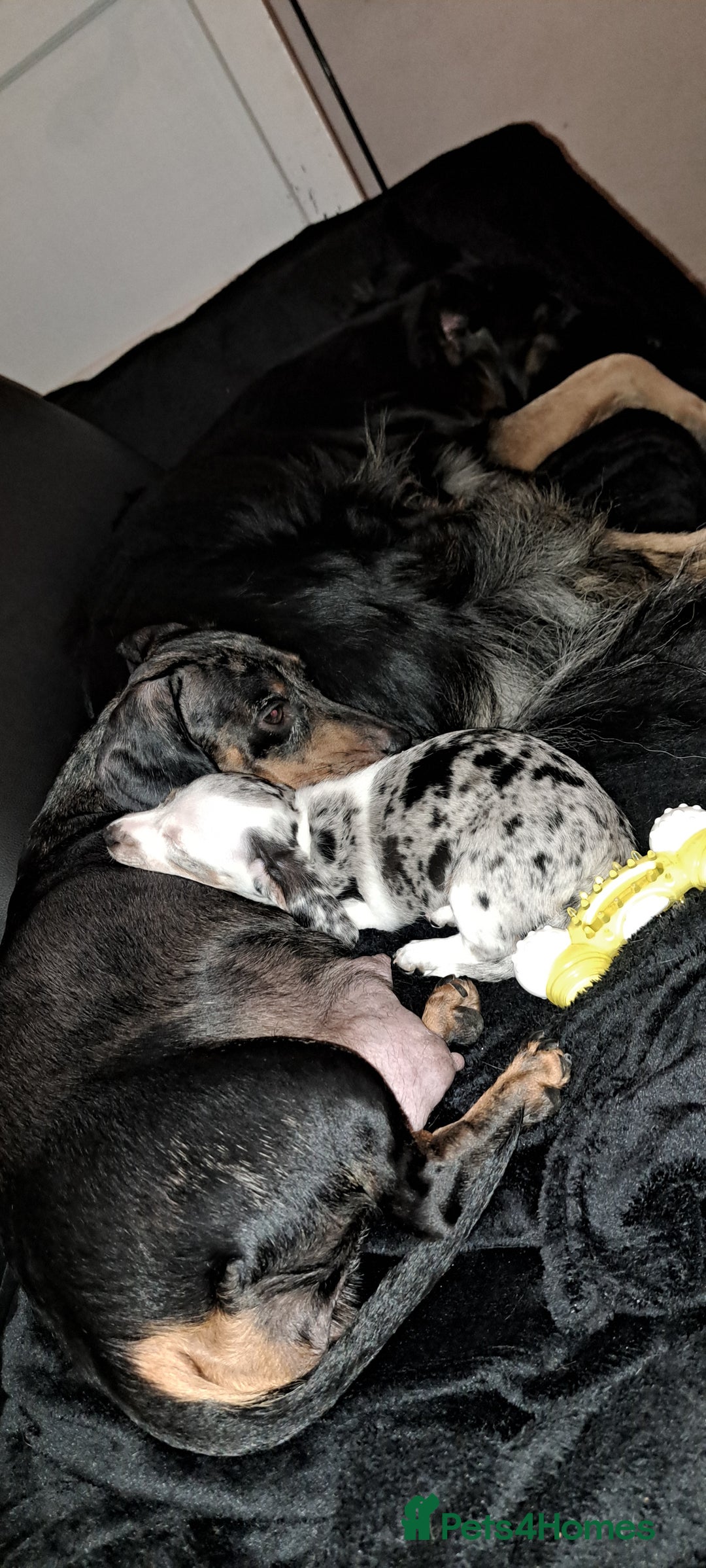 Miniature Dachshund dogs for sale: 3 STUNNINGLY ADORABLE MINIATURE DACHSHUND PUPPIES  - Image 10