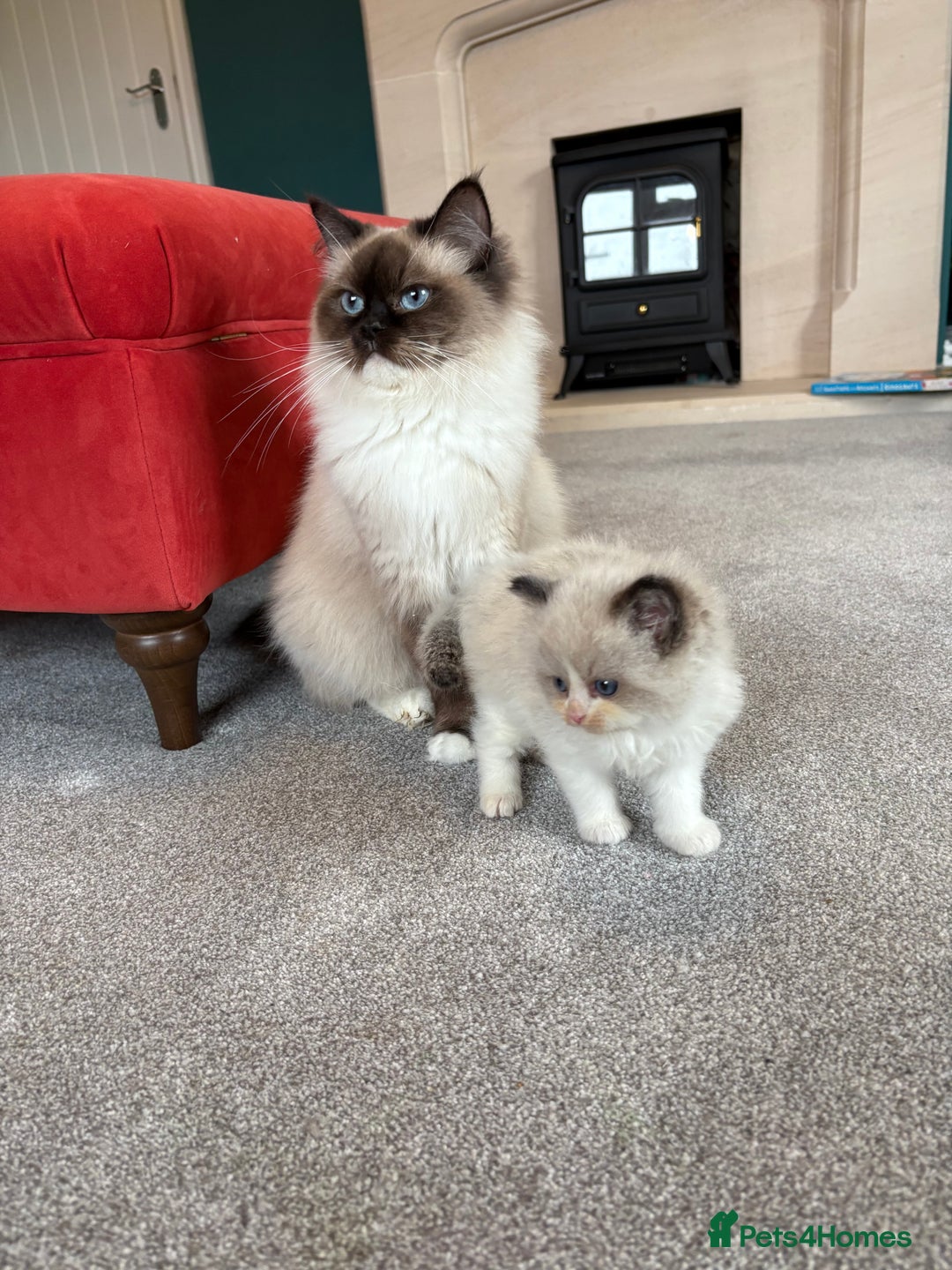 Ragdoll cats for sale: Genuine Ragdoll kittens from pedigree parents.  - Advert 3