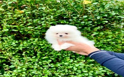 Pomeranian dogs for sale: Teddy face🐼Top quality🏆Very Tiny  - Image 6