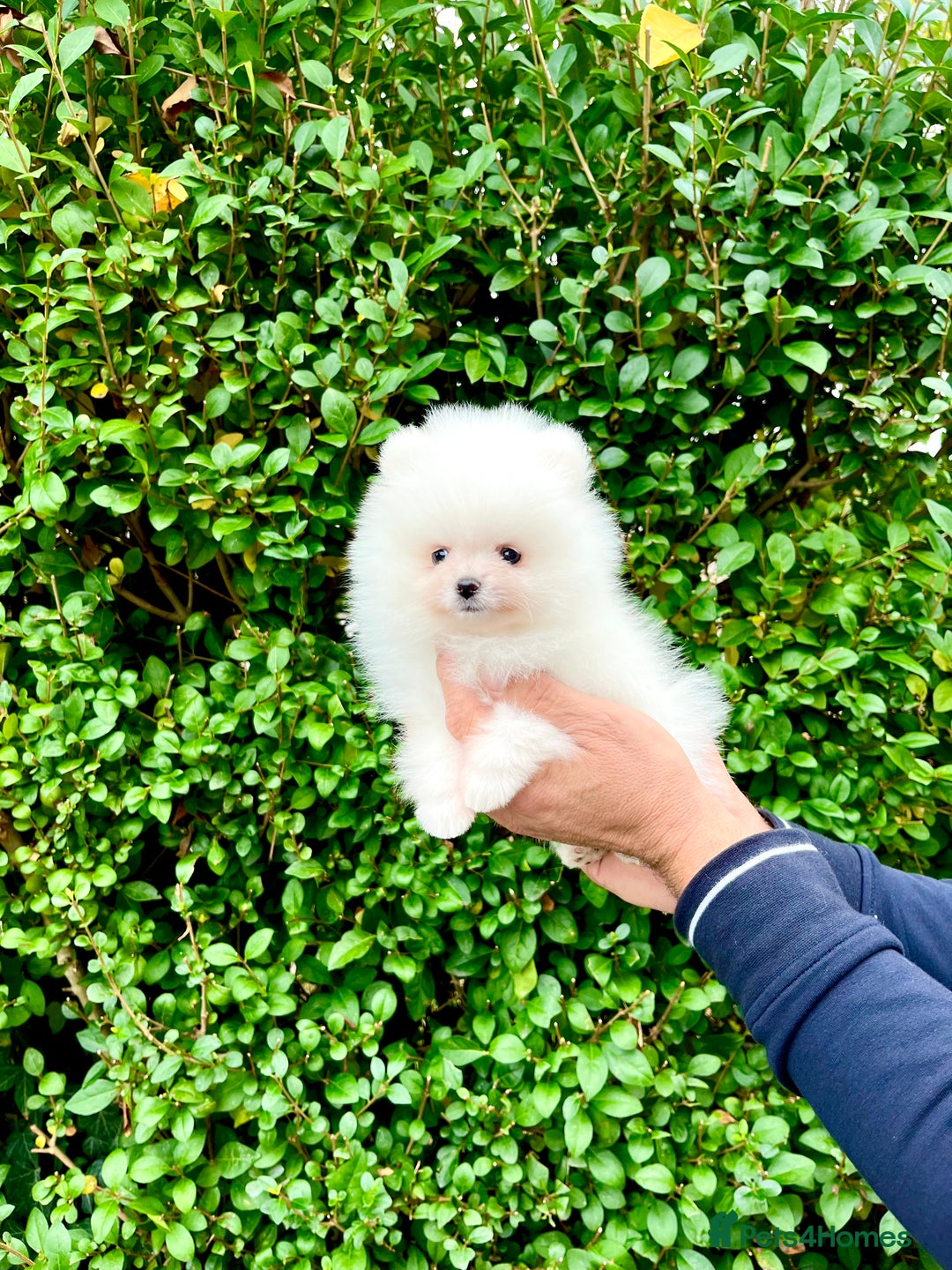 Pomeranian dogs for sale: Teddy face🐼Top quality🏆Very Tiny  - Image 6