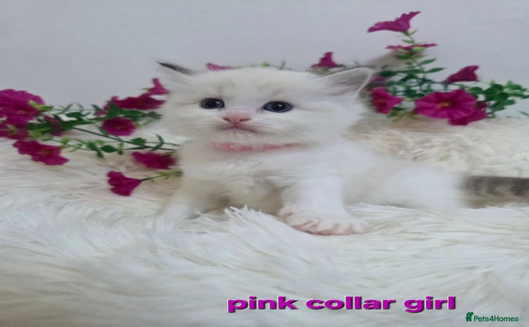 Ragdoll cats 💕GCCF registered ragdoll kittens💕 - Advert 4