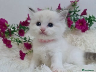 Ragdoll cats 💕GCCF registered ragdoll kittens💕 - Advert 1