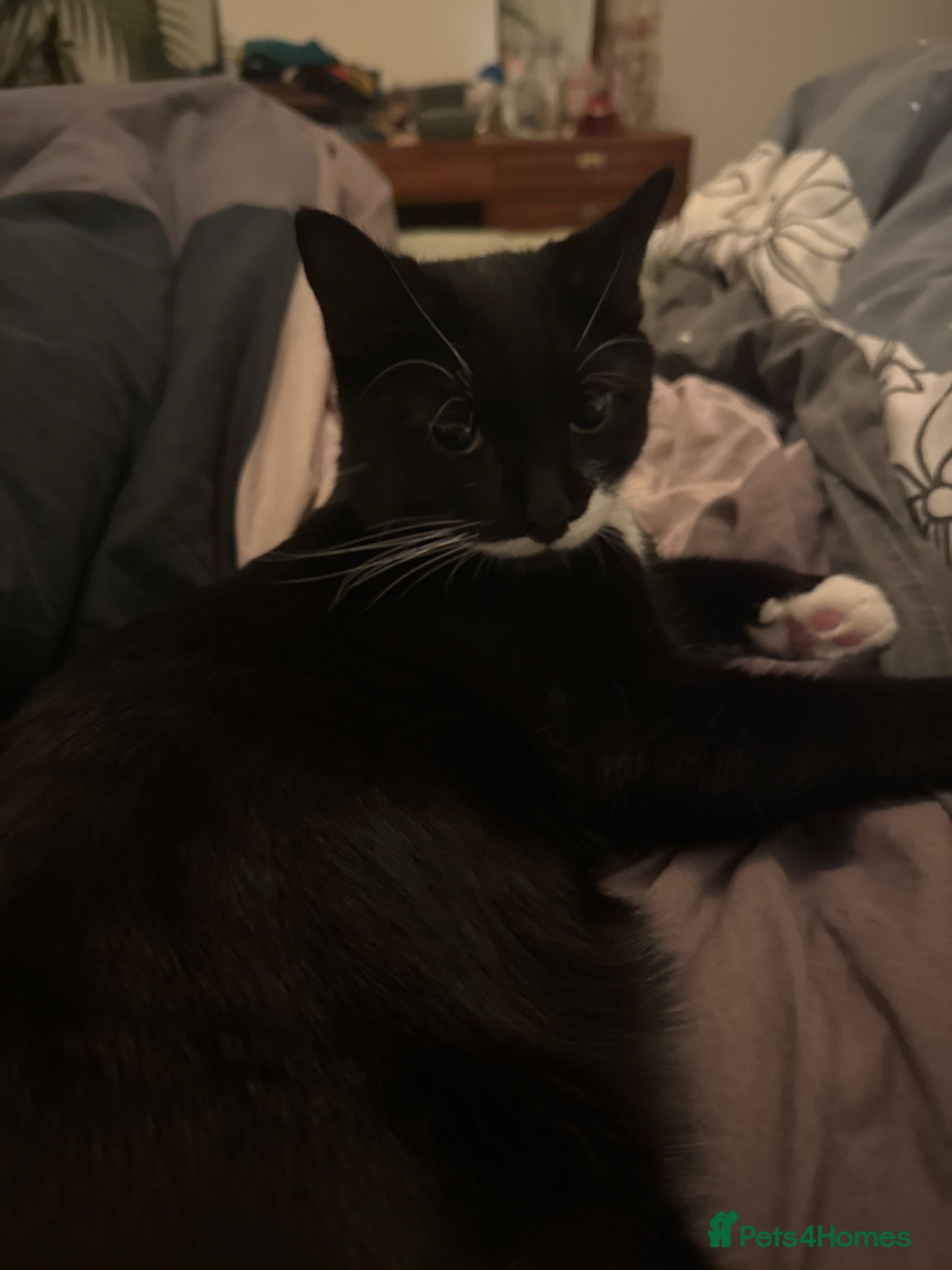 Mixed Breed cats Ungreatful cat for sale  - Advert 9