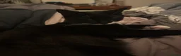 Mixed Breed cats for sale: Ungreatful cat for sale  in London - Advert 1