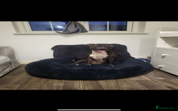 Staffordshire Bull Terrier dogs for sale: 5 PREMIUM STAFFS FOR SALE - Image 11