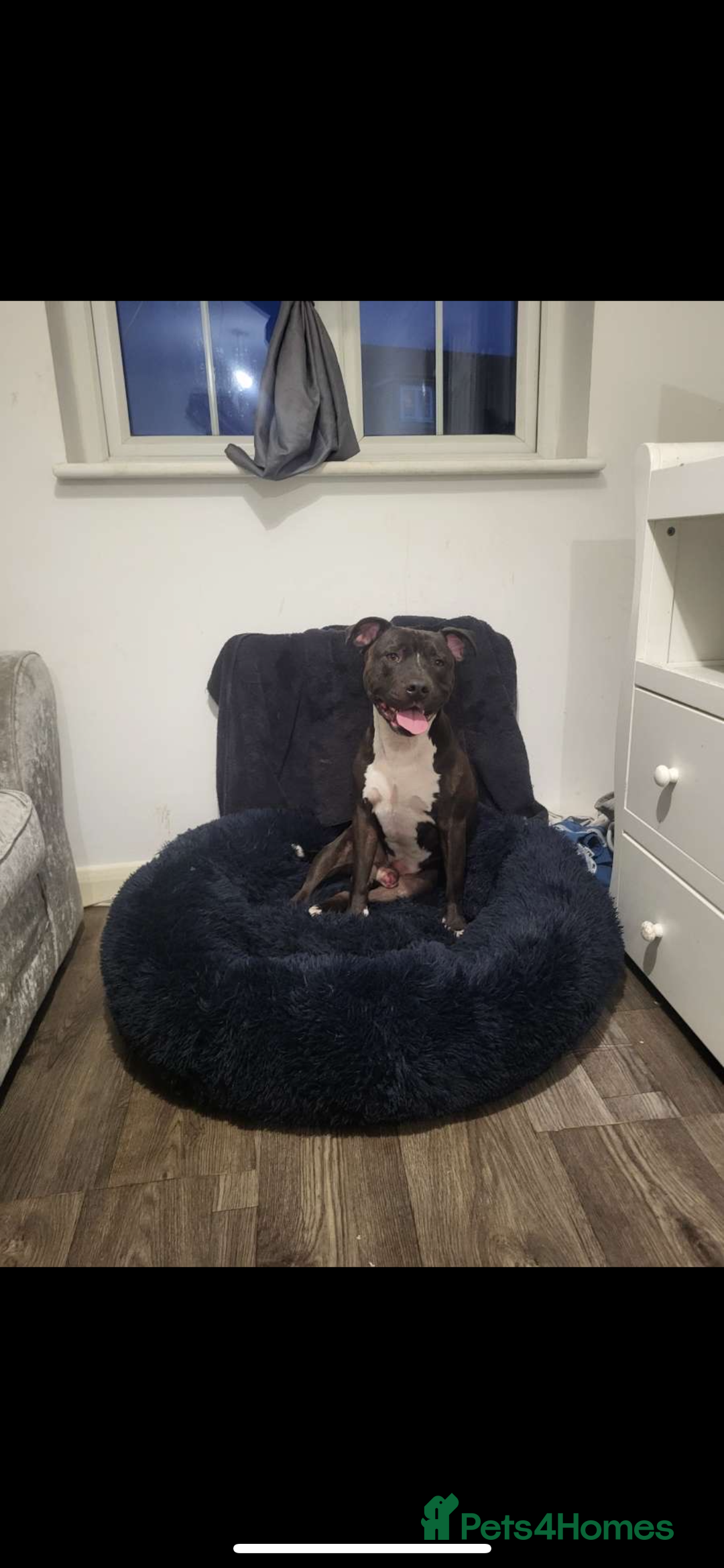 Staffordshire Bull Terrier dogs for sale: 5 PREMIUM STAFFS FOR SALE - Image 11