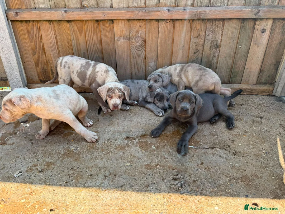 Cane Corso dogs for sale: Cane corso pups  in Dereham - Advert 2