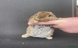 French Lop rabbits for sale: Baby lops in Hexham - Image 19