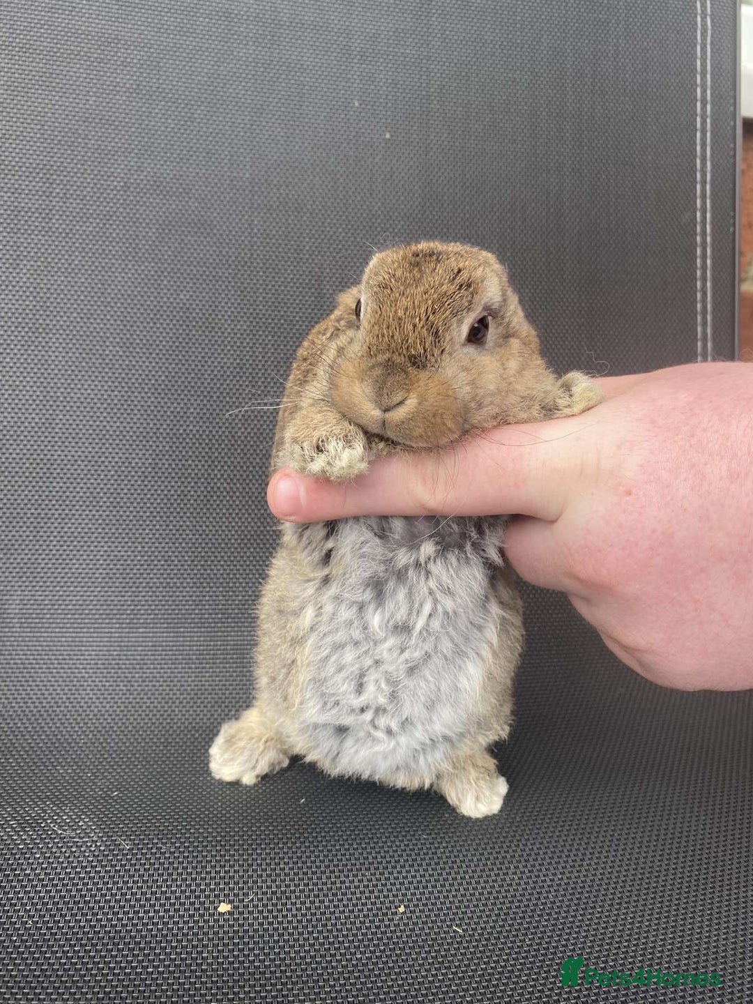 French Lop rabbits for sale: Baby lops in Hexham - Image 19