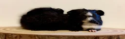 Guinea Pig rodents for sale: 4 pairs of boys and 2 pairs of girls  - Advert 7